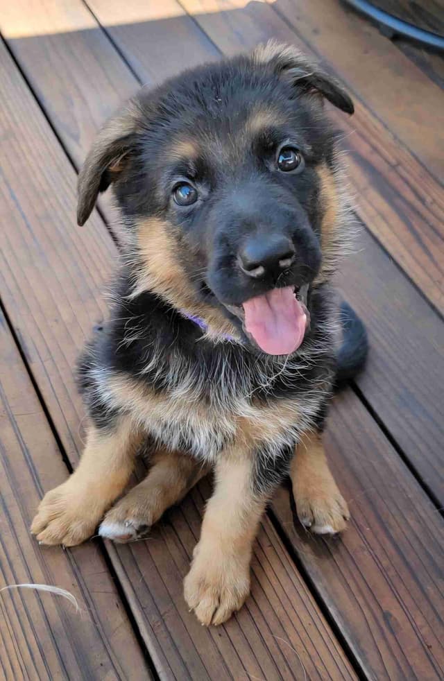 German Shepherd Puppies media 3