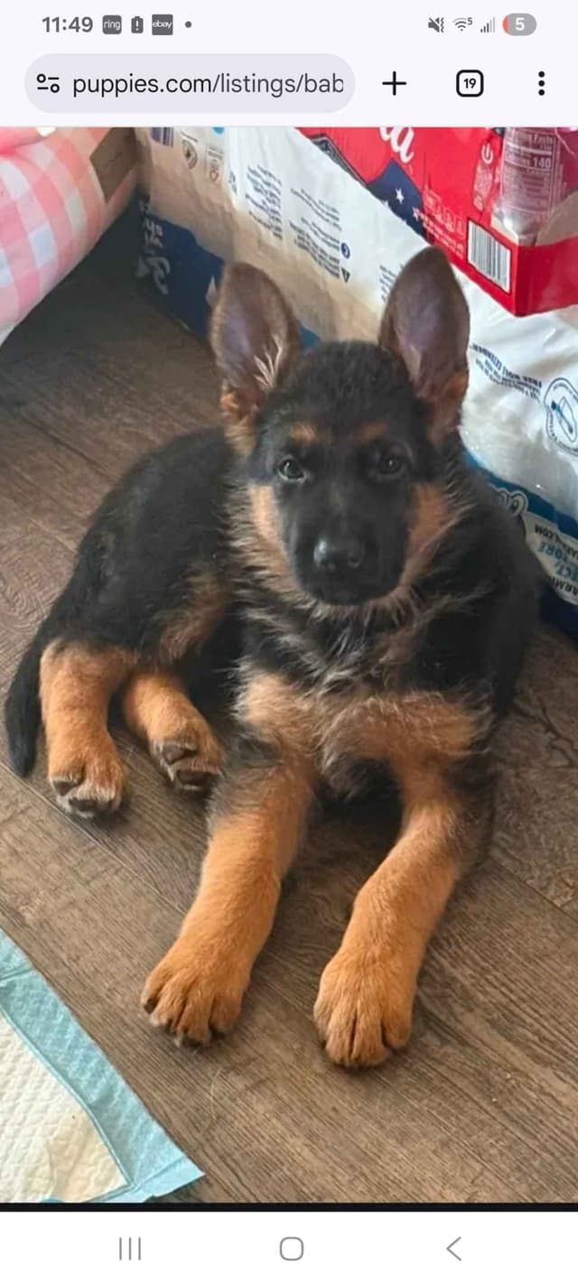 German Shepherd Puppies media 2