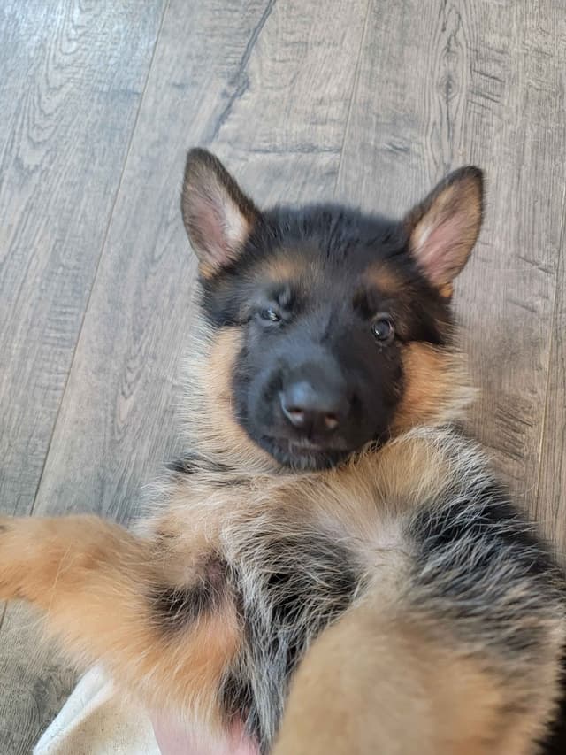 German Shepherd Puppies media 6