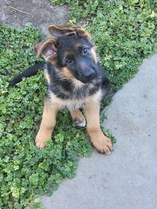 German Shepherd Puppies media 5