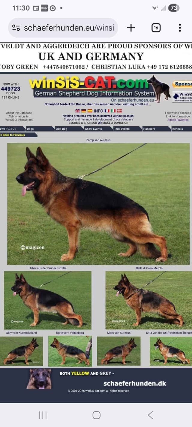 German Shepherd Puppies media 9