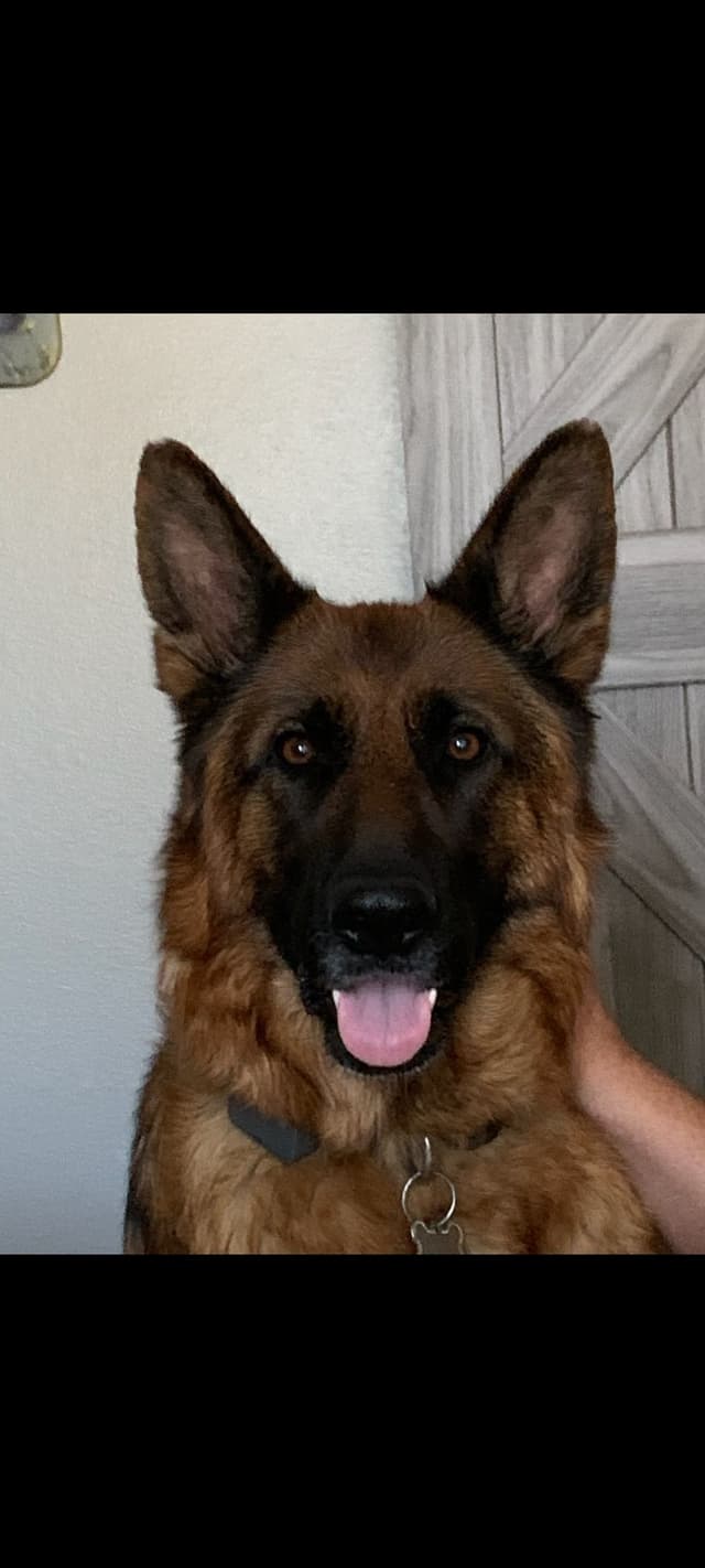German Shepherd Puppies media 7