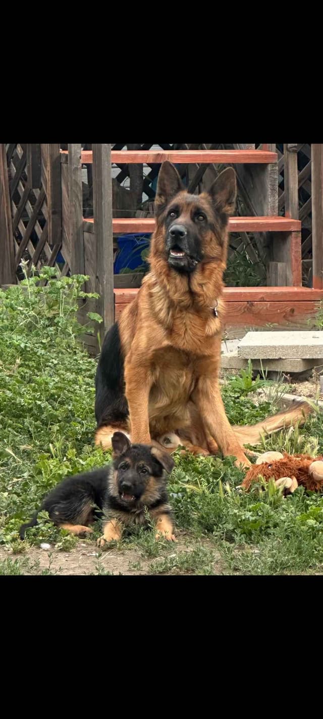 German Shepherd Puppies media 8