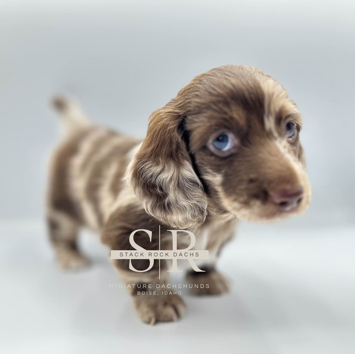 Long-Hair Miniature Dachshund Puppies (Sire/Dam are DNA/health tested) breeder image 1