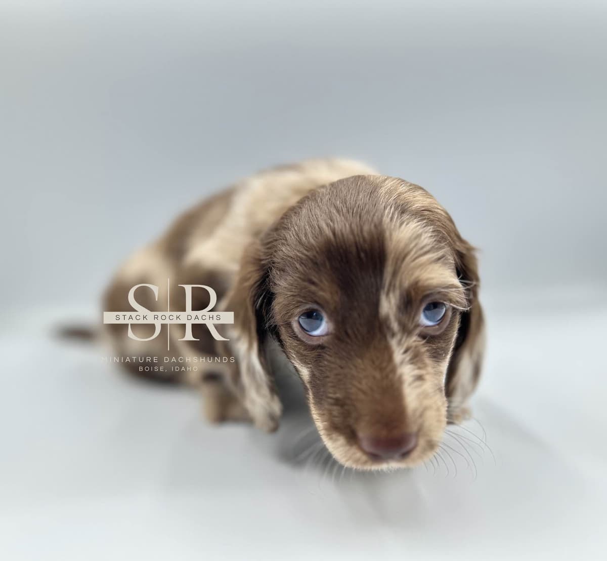 Long-Hair Miniature Dachshund Puppies (Sire/Dam are DNA/health tested) breeder image 2