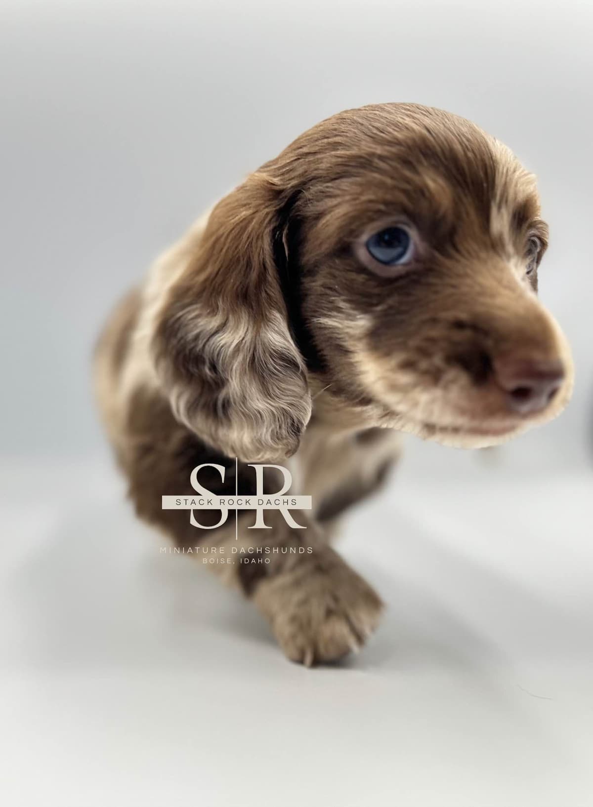 Long-Hair Miniature Dachshund Puppies (Sire/Dam are DNA/health tested) breeder image 3