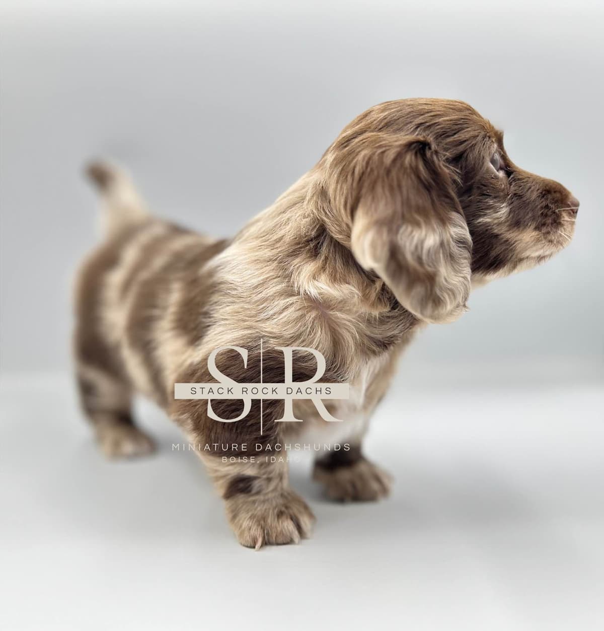 Long-Hair Miniature Dachshund Puppies (Sire/Dam are DNA/health tested) breeder image 4