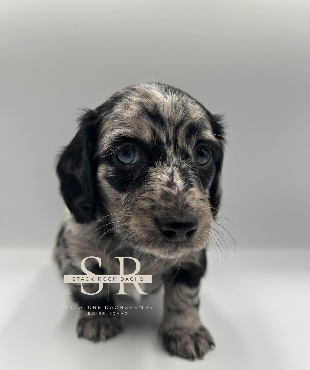 Long-Hair Miniature Dachshund Puppies (Sire/Dam are DNA/health tested) breeder image 6