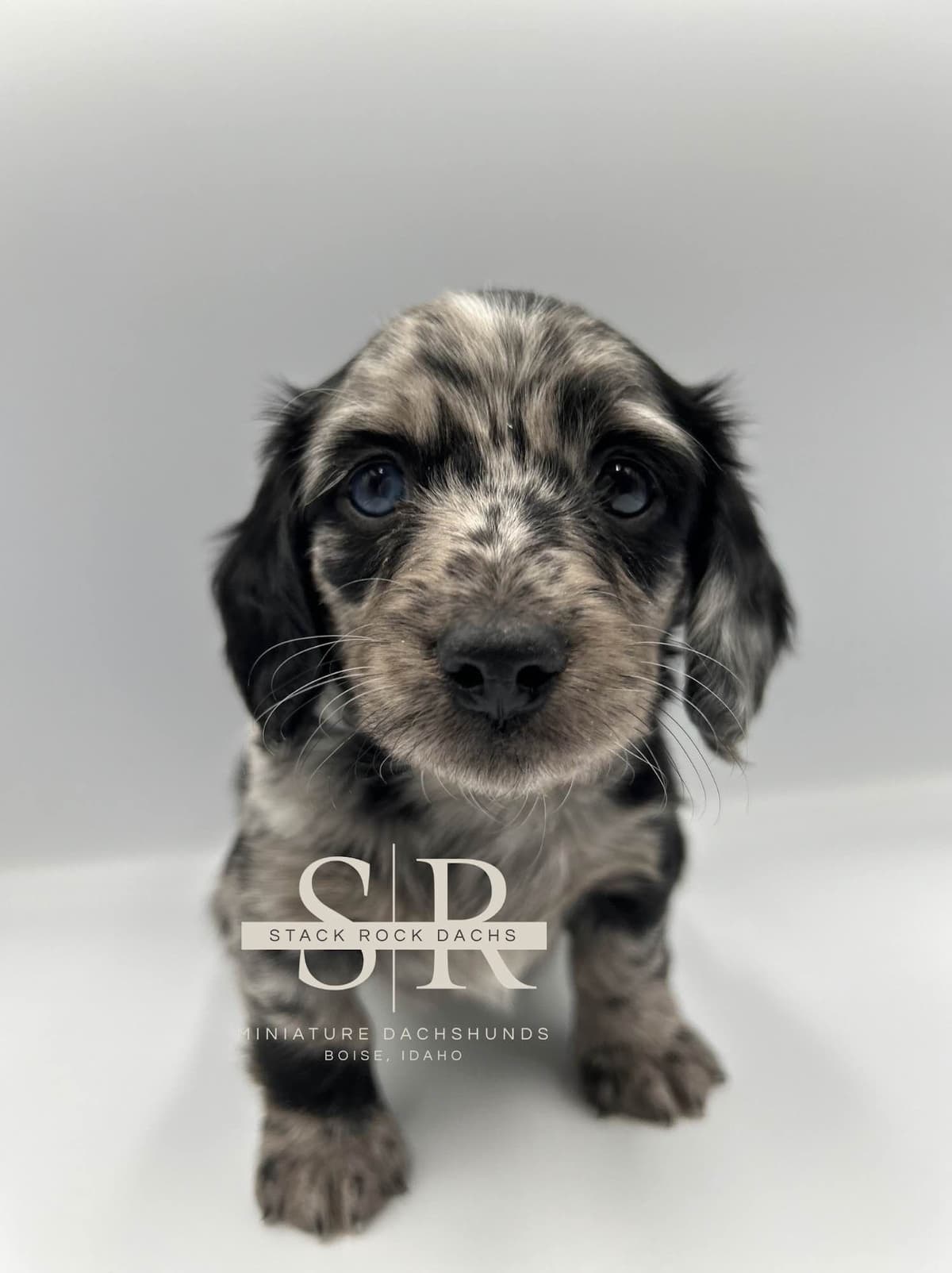 Long-Hair Miniature Dachshund Puppies (Sire/Dam are DNA/health tested) breeder image 7