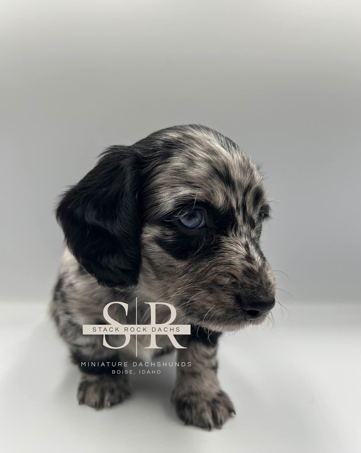Long-Hair Miniature Dachshund Puppies (Sire/Dam are DNA/health tested) breeder image 8