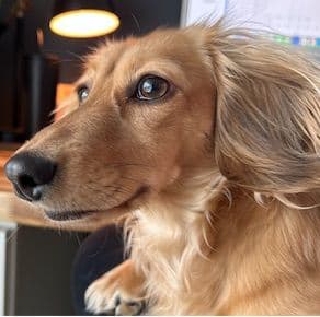 Long-Hair Miniature Dachshund Puppies (Sire/Dam are DNA/health tested) breeder image 11