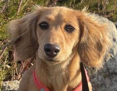 Long-Hair Miniature Dachshund Puppies (Sire/Dam are DNA/health tested) breeder image 12