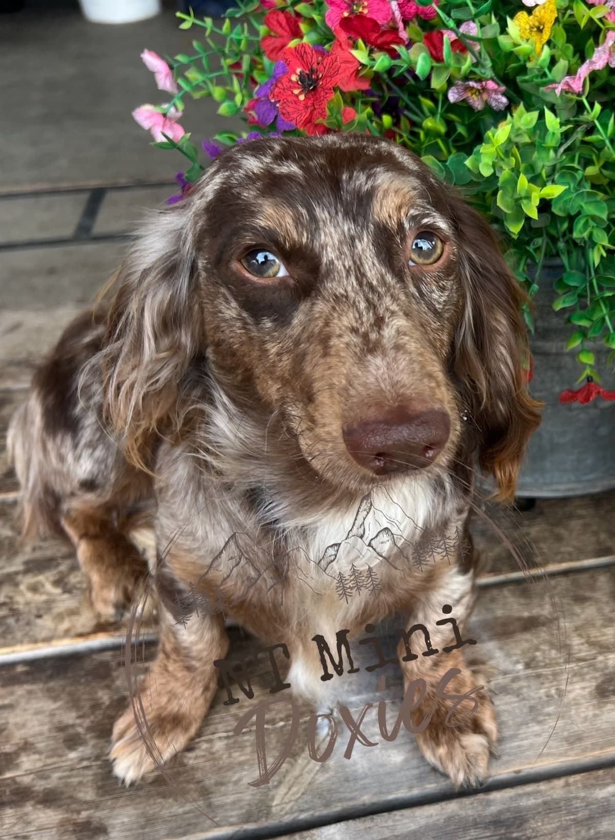 Long-Hair Miniature Dachshund Puppies (Sire/Dam are DNA/health tested) breeder image 13