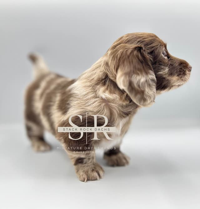 Long-Hair Miniature Dachshund Puppies (Sire/Dam are DNA/health tested) media 2