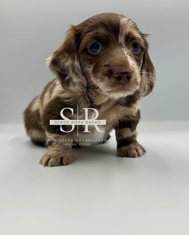Long-Hair Miniature Dachshund Puppies (Sire/Dam are DNA/health tested) media 5