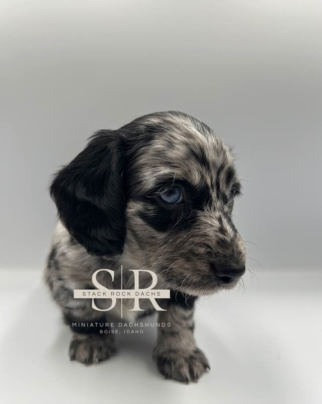 Long-Hair Miniature Dachshund Puppies (Sire/Dam are DNA/health tested) media 8
