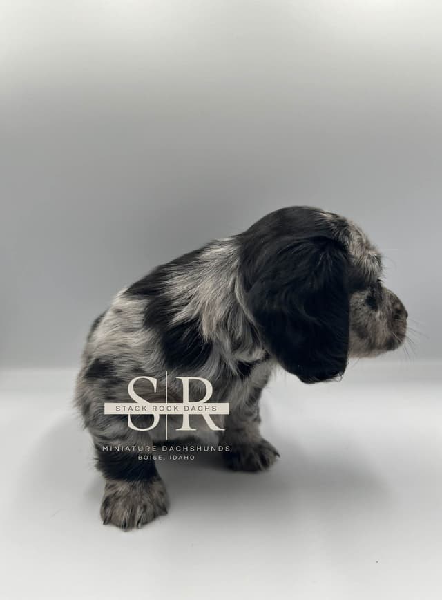 Long-Hair Miniature Dachshund Puppies (Sire/Dam are DNA/health tested) media 9