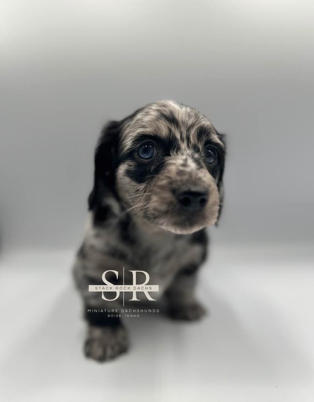 Long-Hair Miniature Dachshund Puppies (Sire/Dam are DNA/health tested) media 10