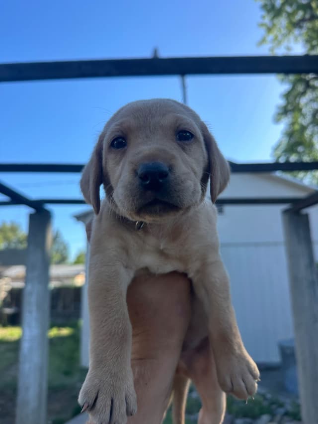 Labrador Retriever Puppies media 3