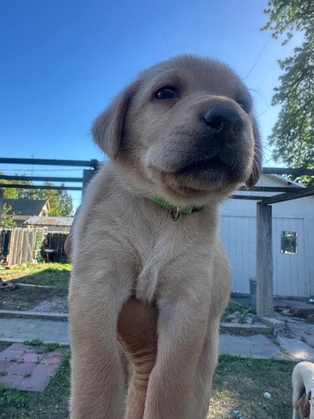 Labrador Retriever Puppies media 5