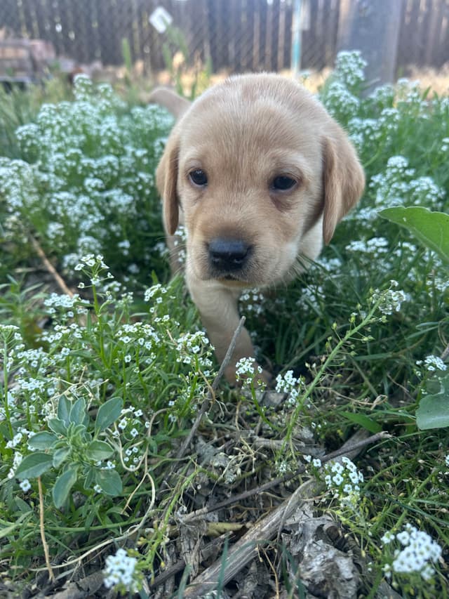 Labrador Retriever Puppies media 6