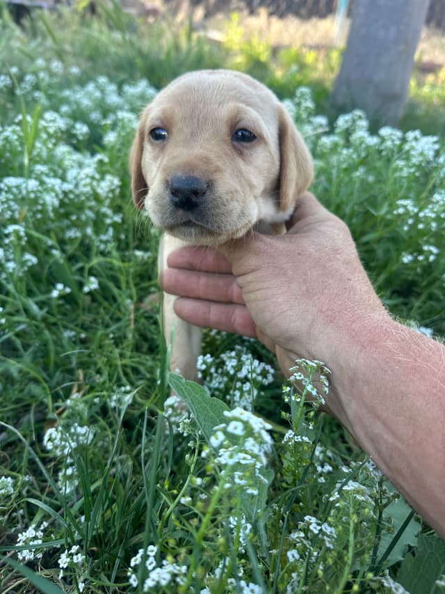 Labrador Retriever Puppies media 7