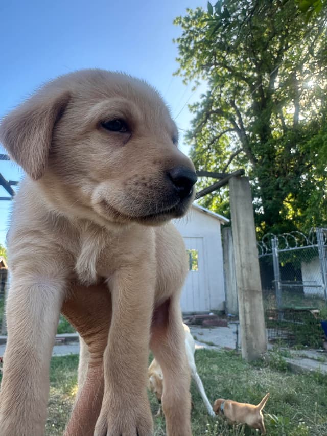 Labrador Retriever Puppies media 8