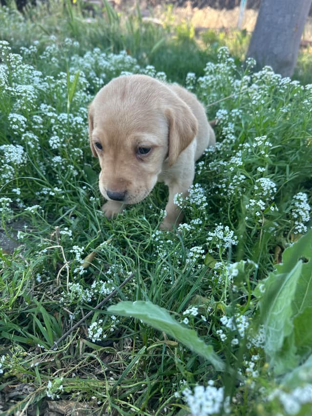 Labrador Retriever Puppies media 9
