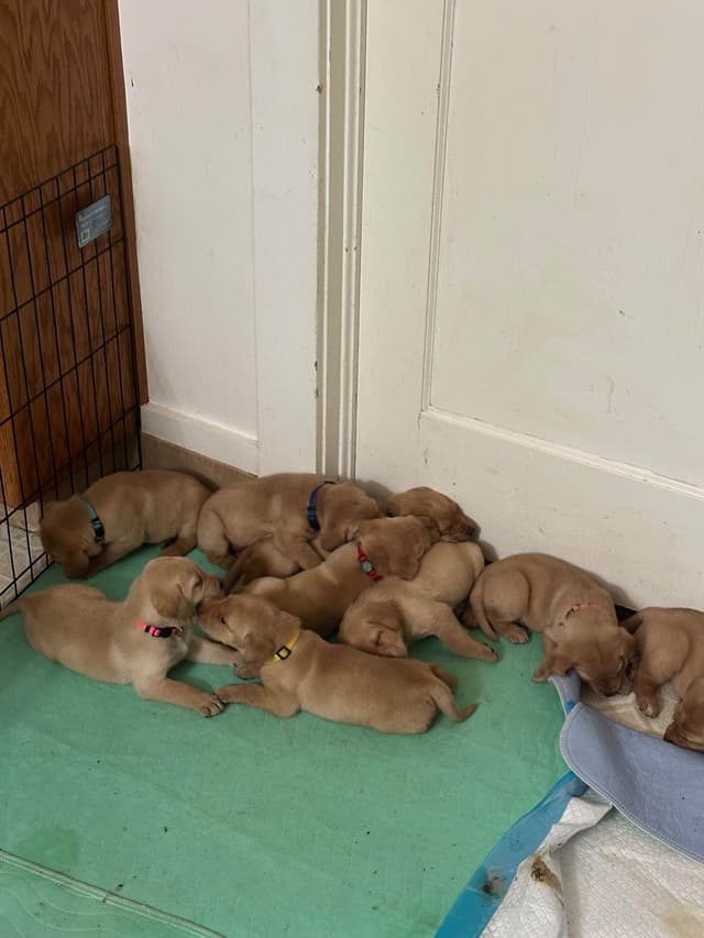 Labrador Retriever Puppies media 12