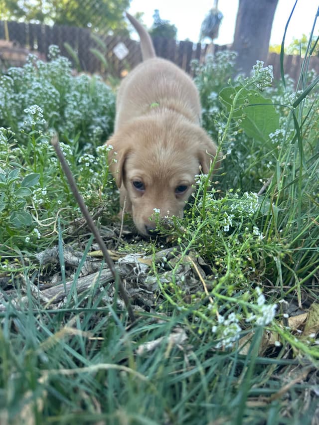 Labrador Retriever Puppies media 13