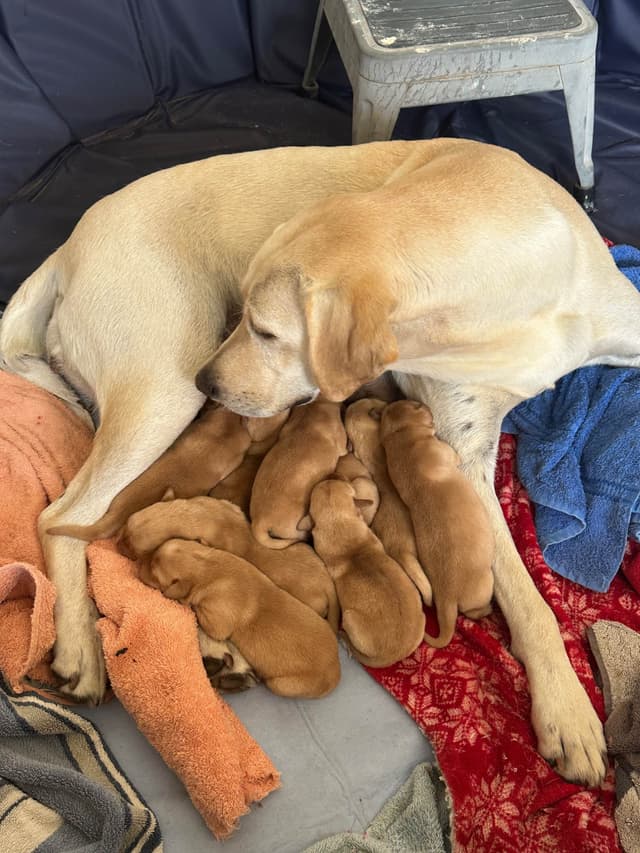 Labrador Retriever Puppies media 17