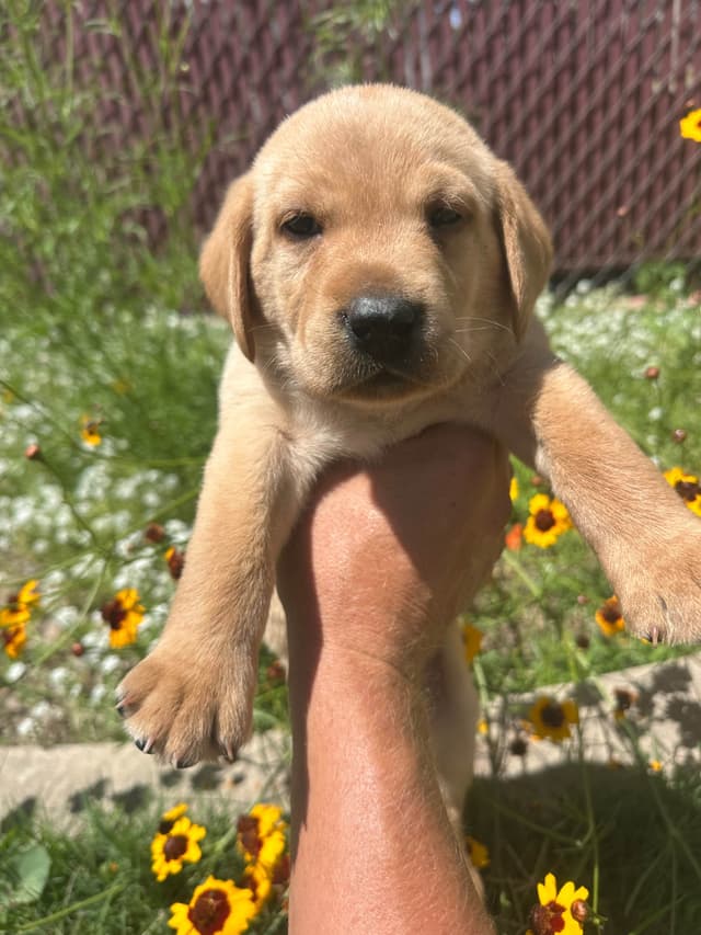 Labrador Retriever Puppies media 2