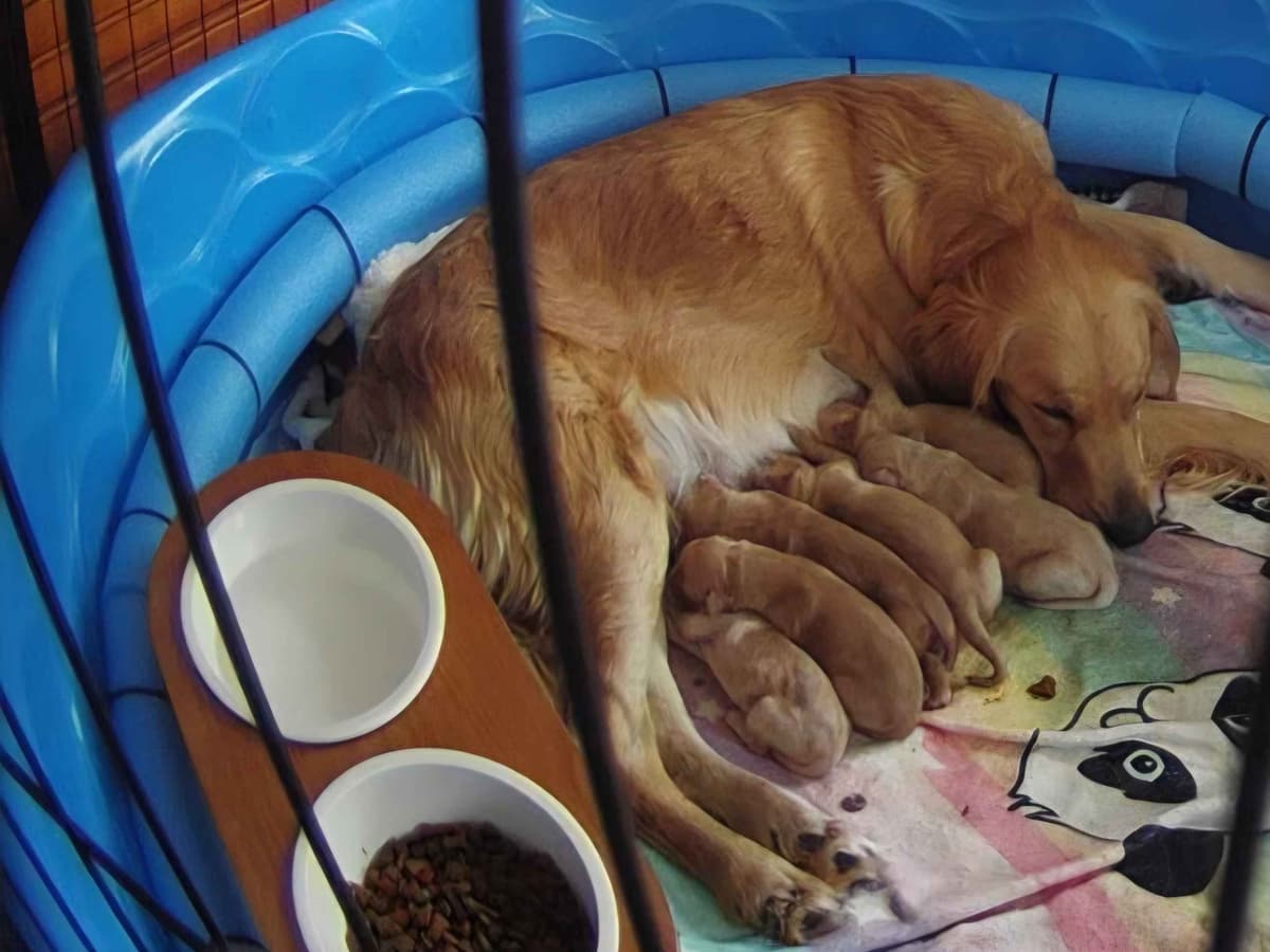 Golden Retriever Puppies breeder image 3