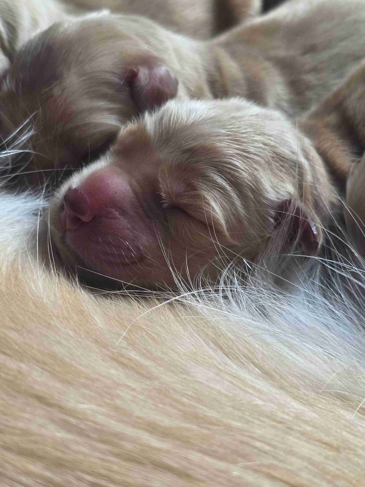 Golden Retriever Puppies breeder image 7