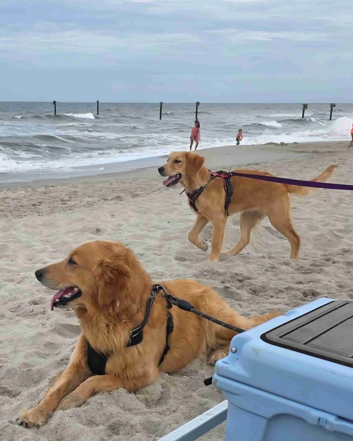 Golden Retriever Puppies breeder image 6