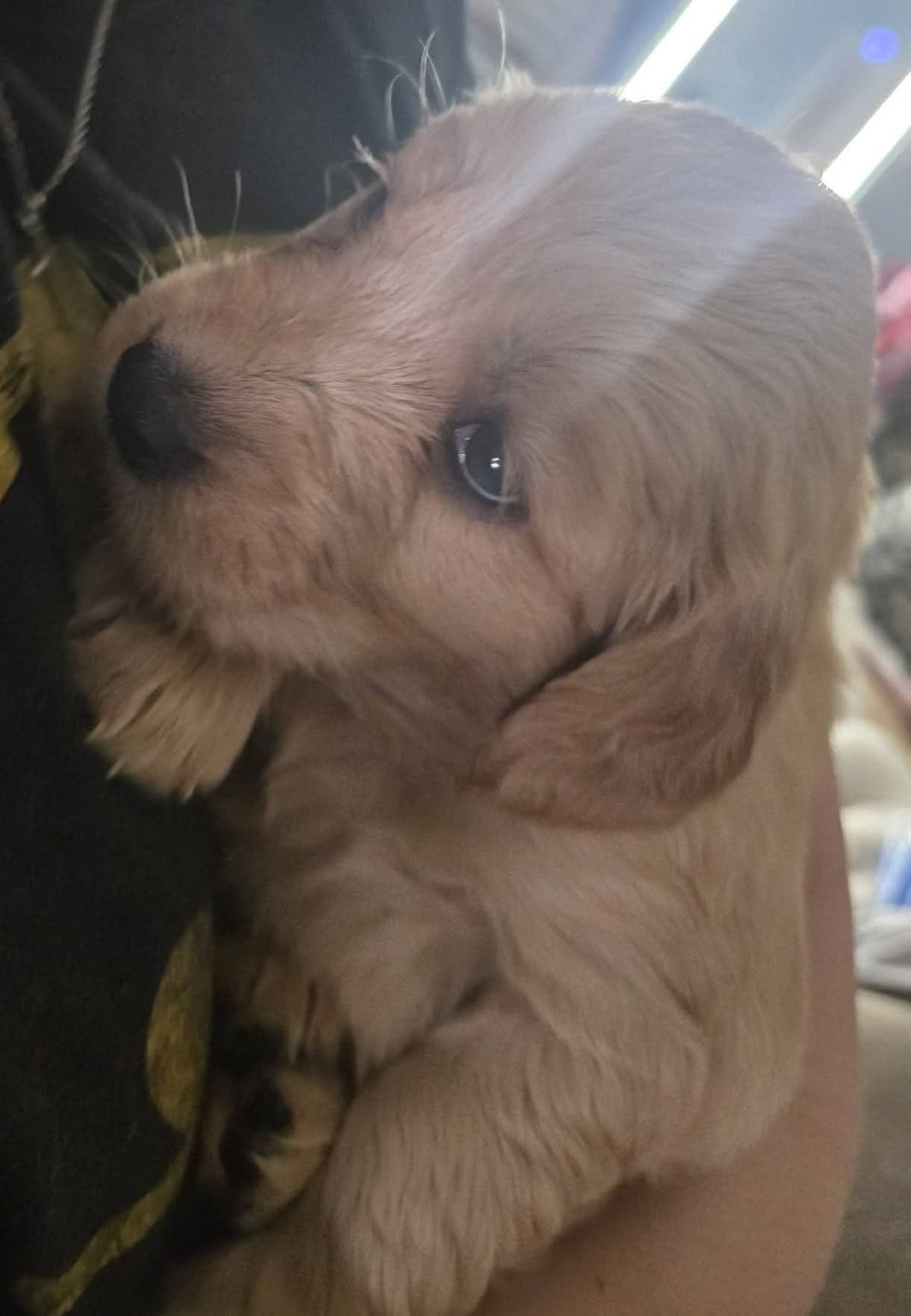 Golden Retriever Puppies breeder image 10