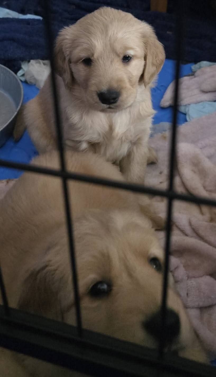 Golden Retriever Puppies breeder image 14