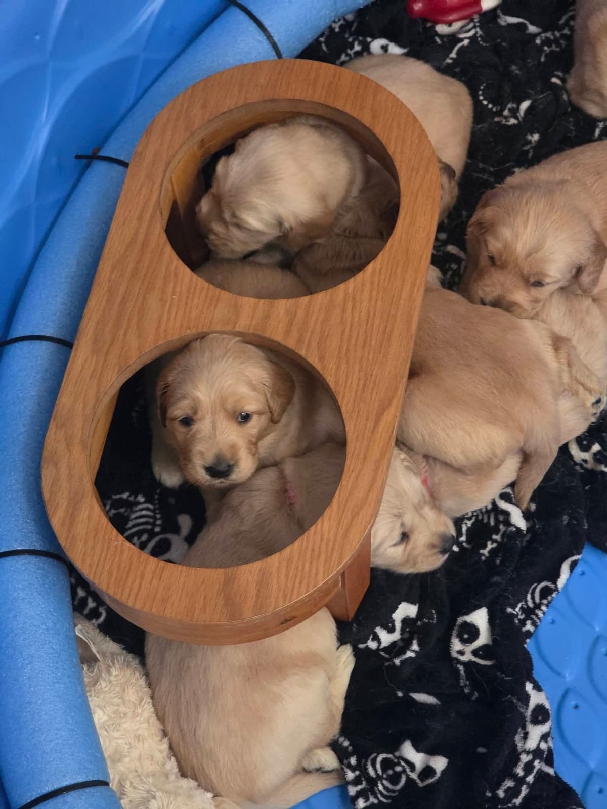 Golden Retriever Puppies breeder image 11
