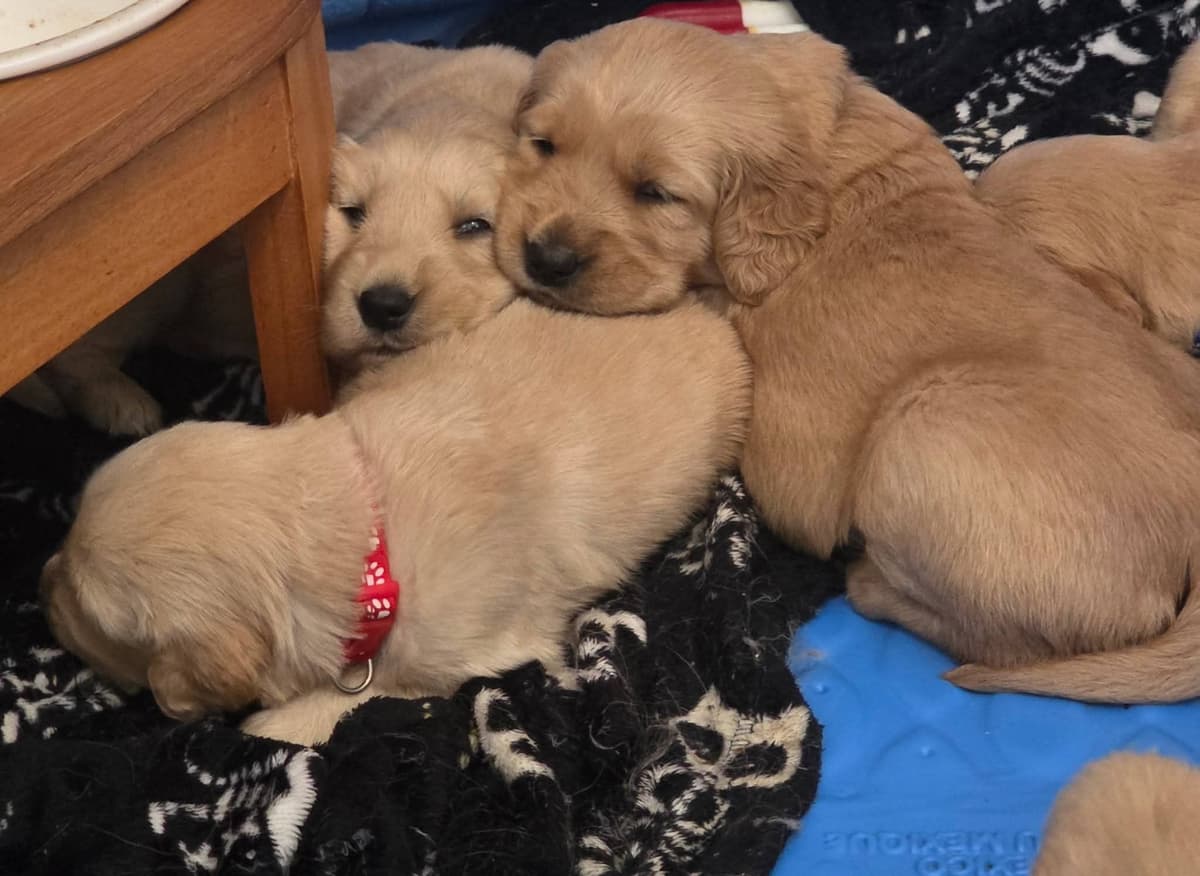 Golden Retriever Puppies breeder image 13