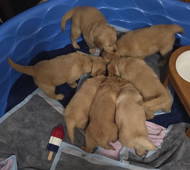 Golden Retriever Puppies media 3