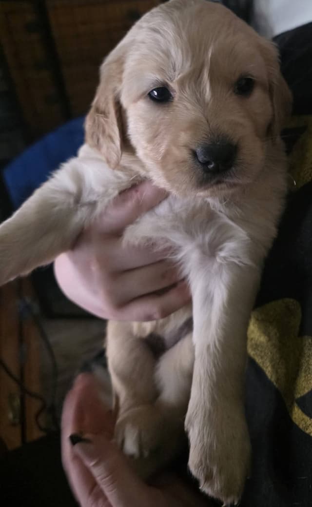 Golden Retriever Puppies media 4