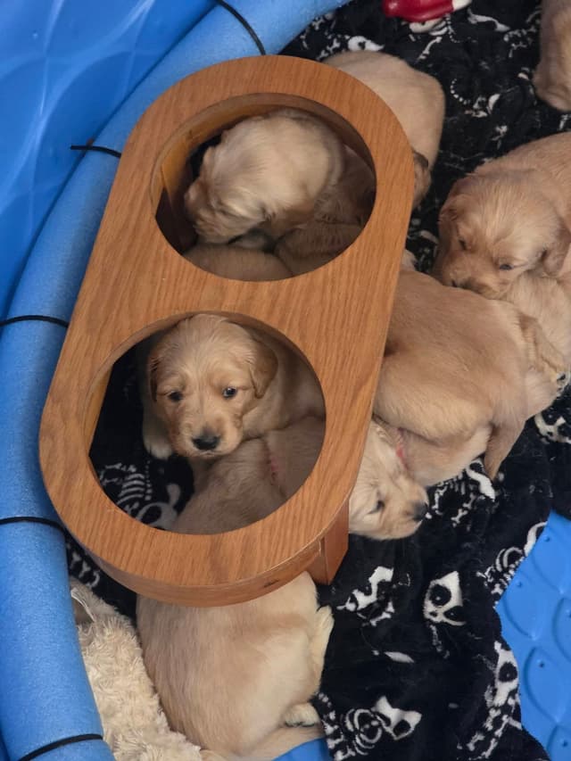 Golden Retriever Puppies media 8