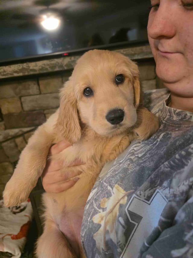 Golden Retriever Puppies media 13