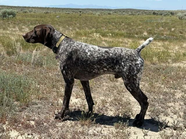 German Shorthaired Pointer Puppies media 8