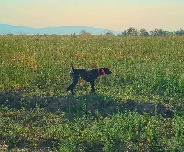 German Shorthaired Pointer Puppies media 6