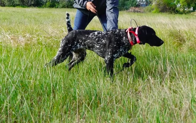 German Shorthaired Pointer Puppies media 5