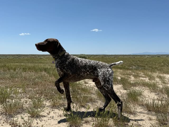 German Shorthaired Pointer Puppies media 9