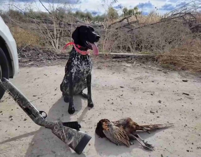 German Shorthaired Pointer Puppies media 3
