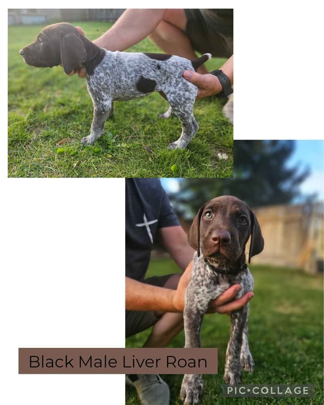 German Shorthaired Pointer Puppies media 2