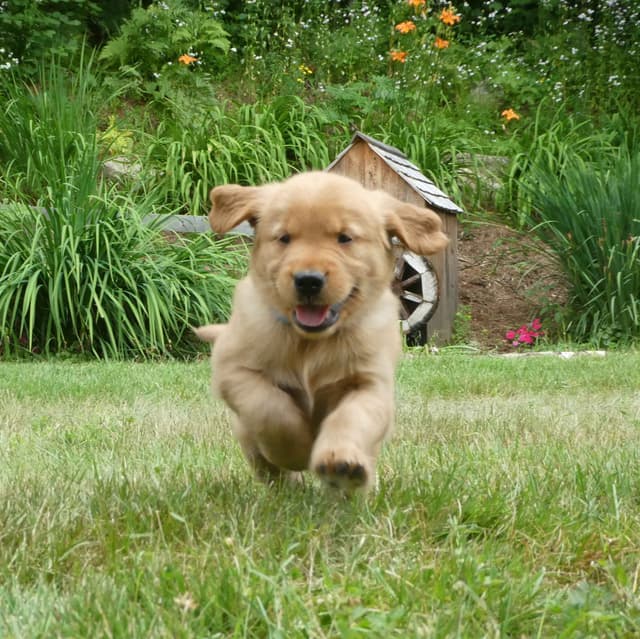 Dark Red Golden Retriever Puppies media 2